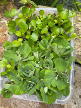 (20) MIX Water Lettuce &amp; Hyacinth Koi Pond Bio Filter small - Medium Pla... - $42.75