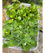 (20) MIX Water Lettuce &amp; Hyacinth Koi Pond Bio Filter small - Medium Pla... - $42.75