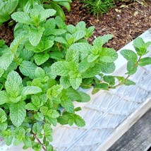 300 Spearmint Seeds Vegetable Garden Easy Herb Mint Tea Patio Container  - £14.08 GBP