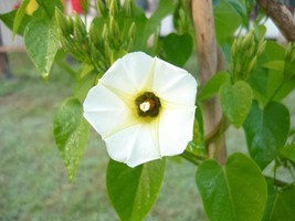 10 White Christmas Vine Turbina Flower Rivea Corymbosa Ornamental Climbe... - $20.78 CAD