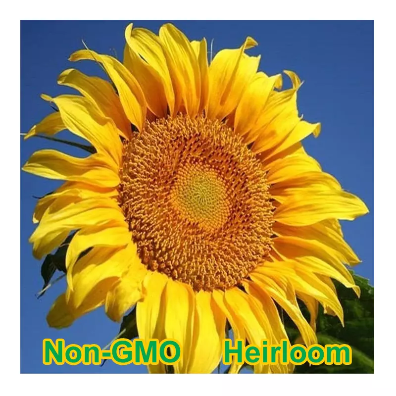 KS Mammoth Grey Stripe Sunflower Organic Non Gmo Planting 30 Seeds  - £8.26 GBP