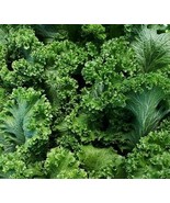 Southern Giant Cur Mustard Seeds 500 Fresh Garden - $77.59 MXN