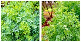 Common Rue Seeds Garden Rue (Ruta graveolens) Seeds 200 Seeds - £15.16 GBP