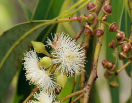 20 Pc Seeds Swamp Mahogany Plant, Eucalyptus Robusta Seeds for Planting | RK - £14.86 GBP