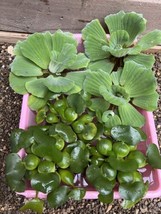 (6) Mix Water Lettuce &amp; Hyacinth Koi Pond Floating Plants Algae Bog Filt... - £28.05 GBP