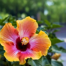 2 Santana Hibiscus Live Plants in 2.5-inch Nursery Cubes - $36.99
