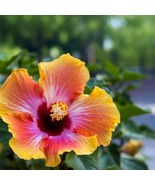 2 Santana Hibiscus Live Plants in 2.5-inch Nursery Cubes - $50.59 CAD