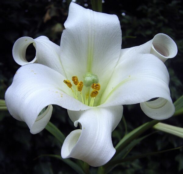Primary image for OKB 30 Fragrant Philippine Lily Seeds - Lilium Philippinense - Fast Blooming Lil