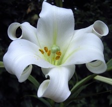 OKB 30 Fragrant Philippine Lily Seeds - Lilium Philippinense - Fast Bloo... - £11.53 GBP