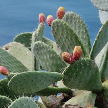 Large Opuncia Cactus Seeds (5 Pcs), Succulent Plant Enthusiast, Create Your Own  - £5.53 GBP