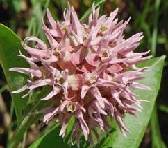 90 Seeds Showy Milkweed  - Asclepias Speciosa - B243 - £8.77 GBP