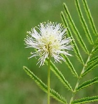 100 Seeds Illinois Bundleflower Prairie Mimosa Desmanthus Illinoensis Flower - £13.47 GBP