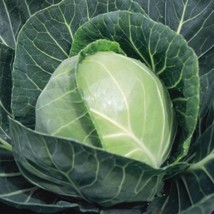 Copenhagen Market Cabbage Seeds 500 Vegetable Garden Nongmo - $8.35