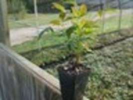 25 Domestic Nandina 2.5" pot  Heavenly Bamboo image 3