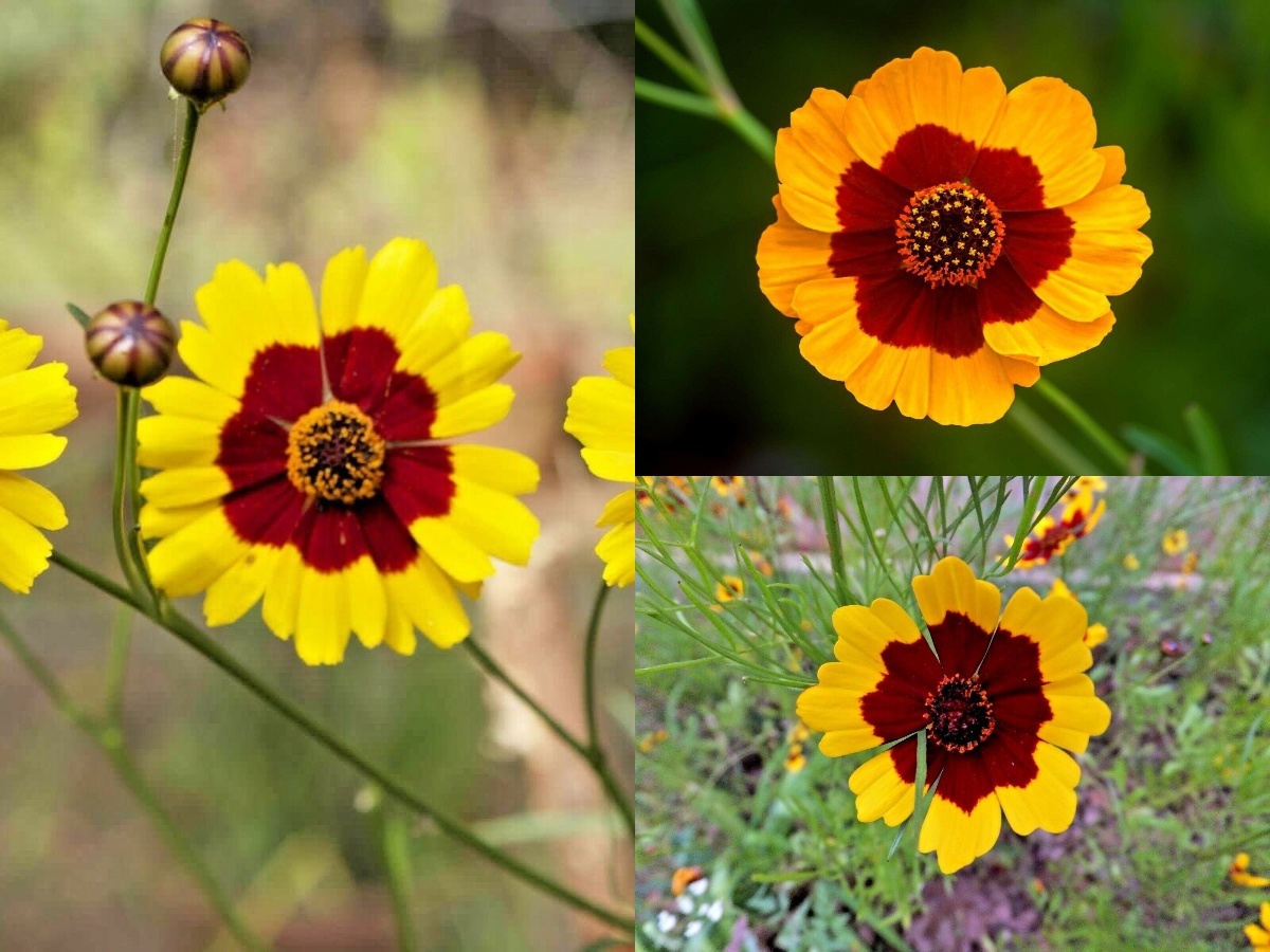 2000+PLAINS COREOPSIS Native Wildflower Seeds Drought Heat Pollinators Tickseed Other Plants