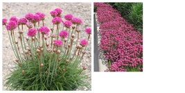 Live Plants Pink Sea Thrift Perennial Flower Ground Cover Great for Gifts - £24.69 GBP