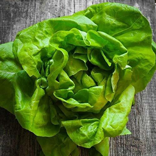 Tom Thumb Butterhead Lettuce Seeds - 100 Count Seed Pack - Non-GMO - The Perfect