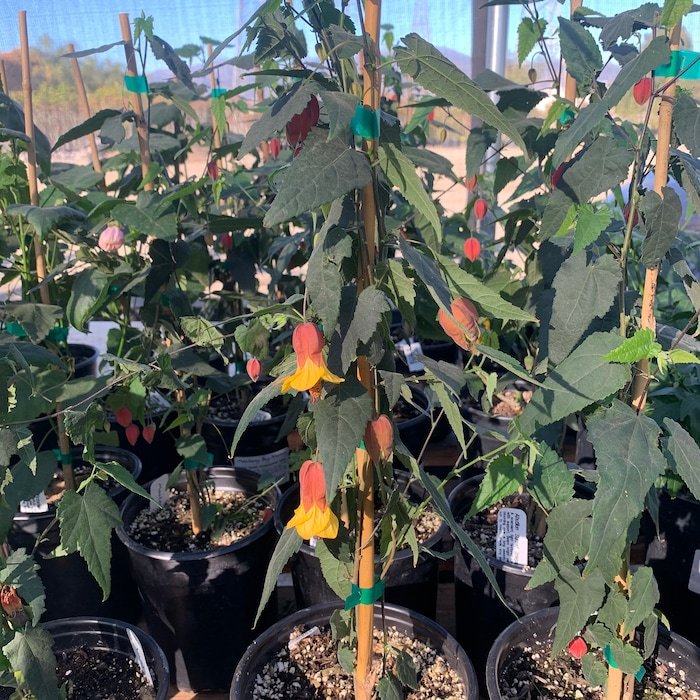 Abutilon Sunset Megapotamicum Hybrid Live Plant Ship In 6 Pot Fresh Gard... - $85.75
