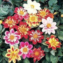 New Fresh Mixed Colorful Dwarf Dahlia Perennial Bonsai Flowers 50 Seeds Strong F - £3.64 GBP