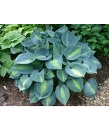 Hosta &#39;Touch of Class&#39; 4&quot; Pot Size Starter Plant - £12.68 GBP