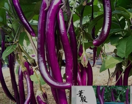 100 Seeds, Purple Dragon Hangzhou Eggplant Seeds ZZ-1756 - £12.92 GBP