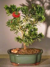 Flowering Bottlebrush - Little John Bonsai Tree - Medium   (Callistemon Citrinus - £59.91 GBP