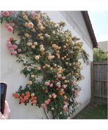 300+Mixed Climbing Rose Rosa Seeds for Planting Outdoors -Heirloom Garde... - $13.80 CAD