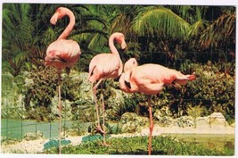 Postcard Pink Flamingos In Florida  - £2.37 GBP