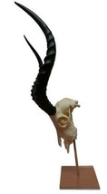 Real Impala Animal Skull on Acrylic Stand African Antelope Horns African... - $197.99
