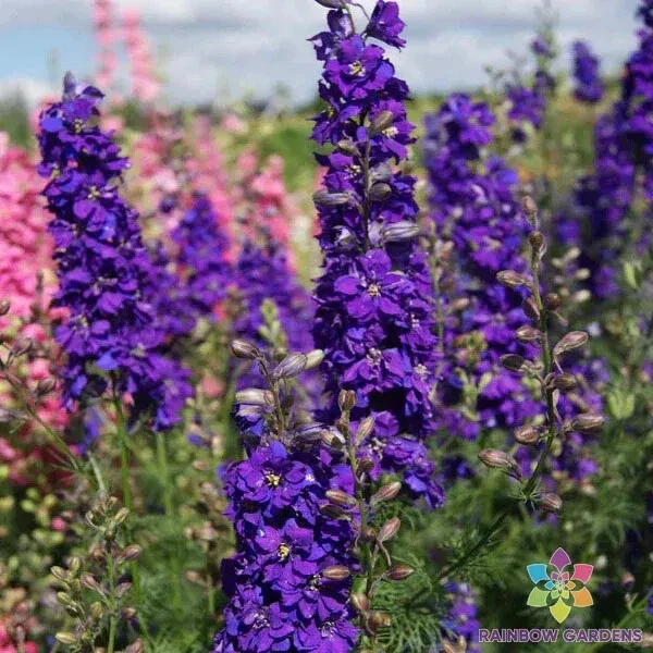 200 Lilac Spire Delphinium Seeds New Fast Shipping - $10.96