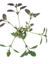 Simple Pack 5g  seed Herb Micro thyme english winter - £13.27 GBP