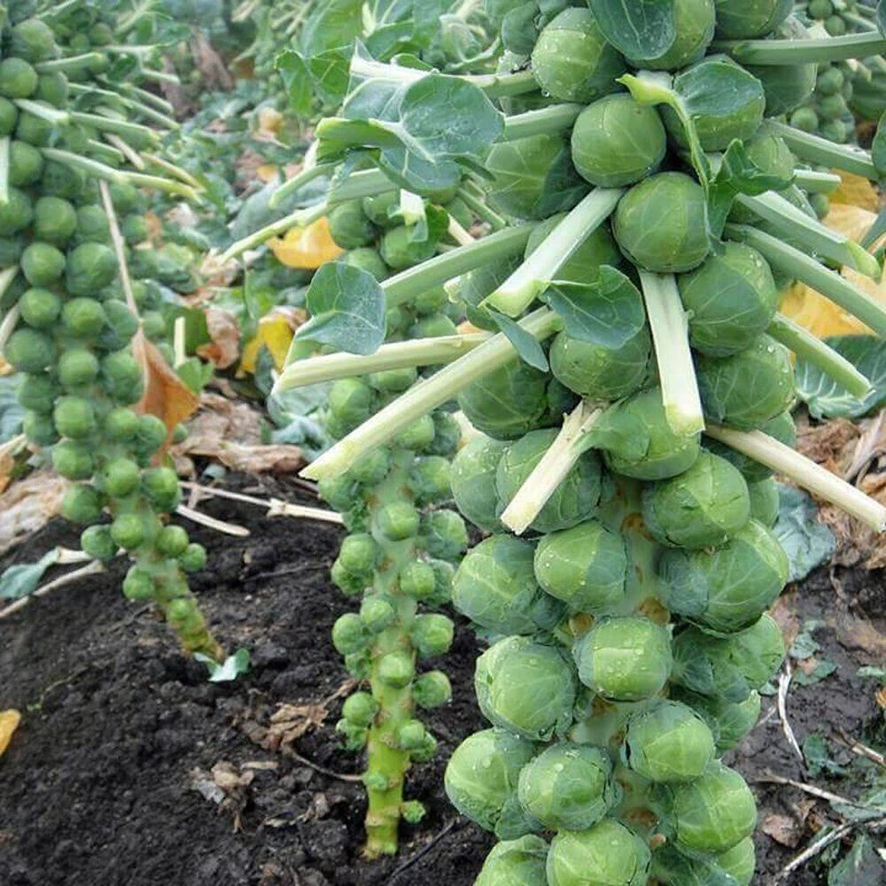 LONG ISLAND BRUSSEL SPROUT 250 SEEDS  NON - GMO FRESH FOR GARDENS - $2.89