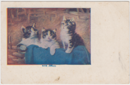 Cats Kittens Postcard Wide Awake Vintage Unused - £2.35 GBP