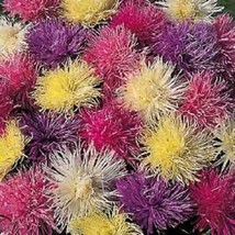 Fresh Seeds 50 Mixed Ostrich Plume Aster Feather Spider Callistephus Chinensis F - $16.00