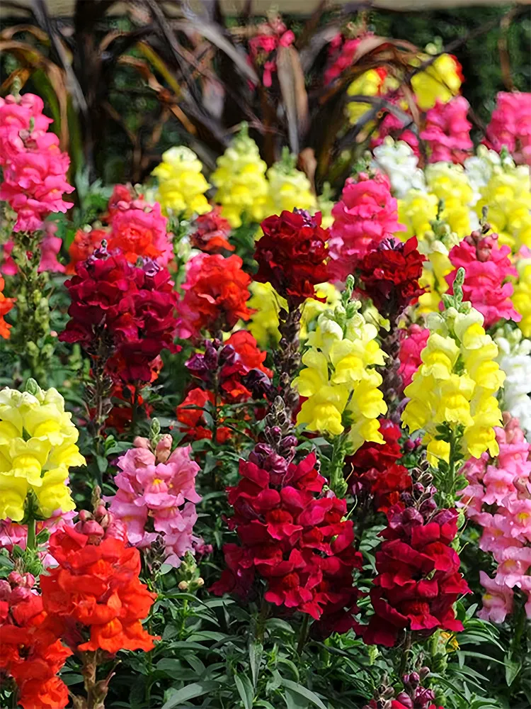 FA Store 500 Pcs/Bag Dwarf Snapdragon Mixed Seeds Coloring Your Garden - $6.98