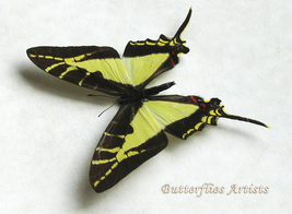 Yellow Kite Tail Swallowtail Eurytides Calliste Rare Butterfly Framed Shadowbox - £69.58 GBP