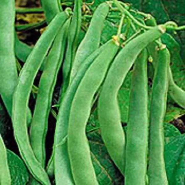 Top Seller 50 Navy Bean Michigan Pea White Phaseolus Vulgaris Soup Veget... - $14.60