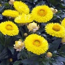 GIB Strawflower Helichrysum Yellow 200 Seeds - £7.18 GBP