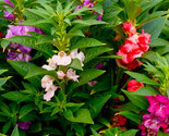 Beautiful Impatiens Seeds Bush Mixed 50 Seeds Fast Shipping - $7.99