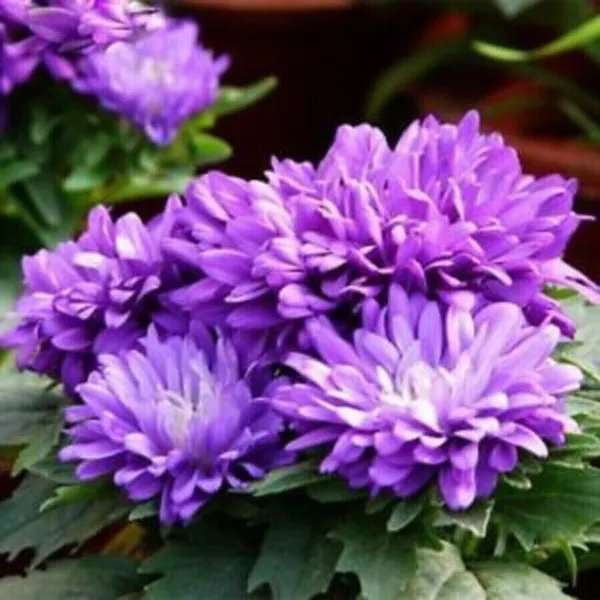 Purple Chrysanthemum Lavender Mums Flowers Planting 200 Seeds Fresh Garden - £7.11 GBP