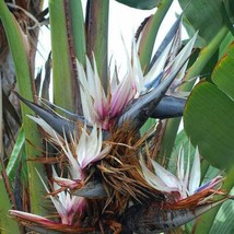 Strelitzia Nicolai Giant Bird Of Paradise 20 Seeds Usa Fast Shipping - £17.05 GBP