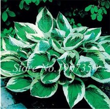 Best SELLER USA 120 Hosta Seeds Perfect Color Perennials Plantain Lily Flower Gr - £8.38 GBP