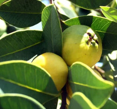 50 Lemon Guava Seeds For Garden Planting    Fast Shipping From US - $8.98