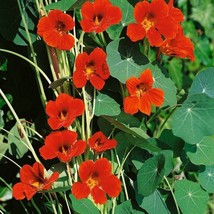 SKMO Nasturtium Spitfire 15 Seeds - £6.49 GBP