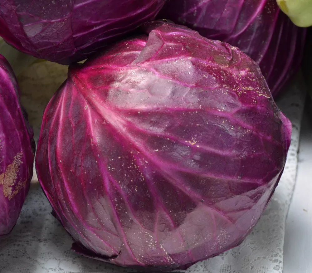 HGBO 250 Red Acre Cabbage Seeds, Coleslaw, Non GMO, Variety Sizes  Bulk ... - $8.58