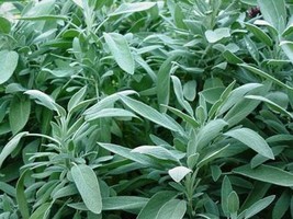 Sage Broadleaf(Salvia Officinalis) 100 NON GMO Seeds - £5.43 GBP
