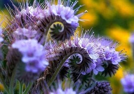 THJAR Lacy Phacelia Wildflower Seeds 250 Seeds Easy To Grow - £13.67 GBP