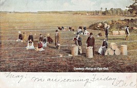 Cape COD Massachusetts ~ Cranberry PICKING-1907 Leighton Pubblicato Cartolina - £5.57 GBP