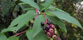 Phytolacca Americana Pokeweed Seeds Fresh Seeds Fast Shipping - $15.98