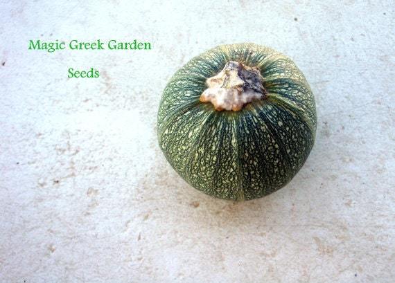 Round squash seeds, code 250,  round squash princess, round zuccini seeds Item image 2
